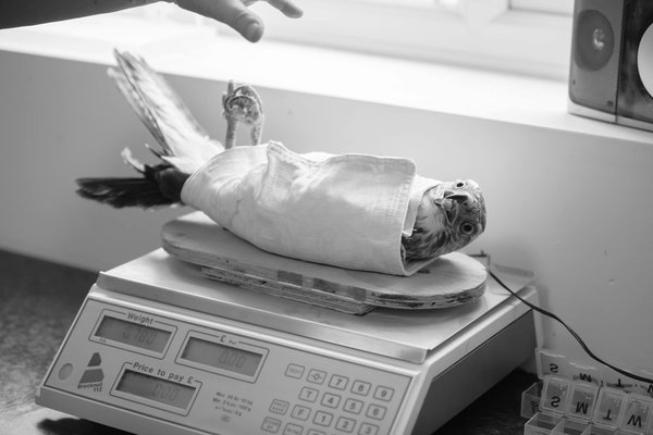 Como descobrir se seu gato sofre de alergias alimentares: dicas essenciais para cuidar do seu felino