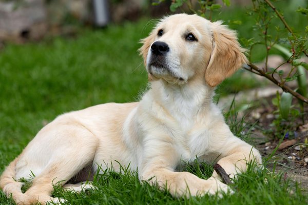 Descubra os vantagens essenciais dos check-ups de sa∫de para gatos idosos