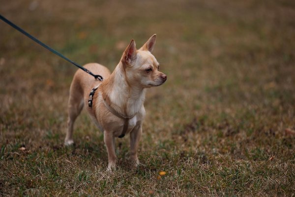 Como os incêndios florestais afetam os ecossistemas?