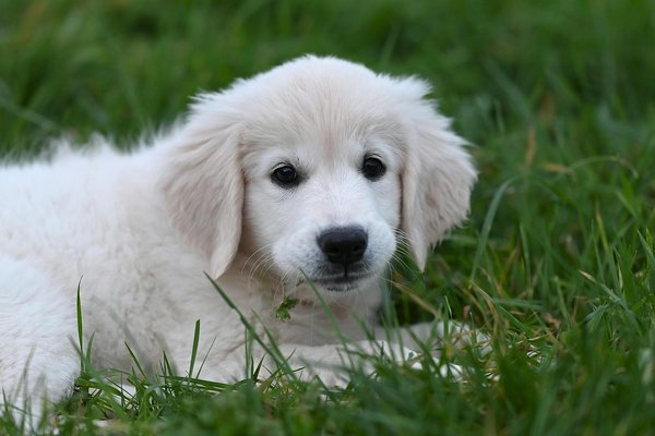 Quais brinquedos são mais seguros para cães de grande porte?